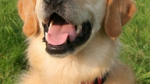 Голдън ретривър дава началния съдийски сигнал на Каен - Тулуза