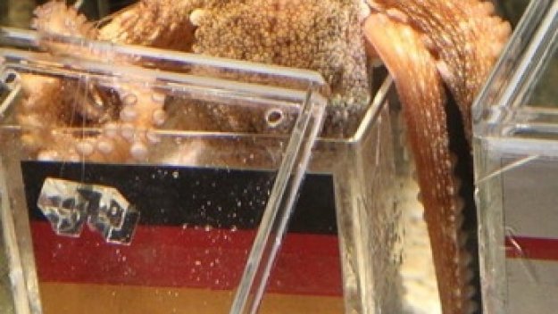 Траур във футболна Европа, почина октоподът Паул