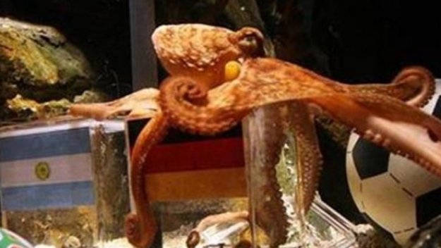 Варненски октопод наследи Паул