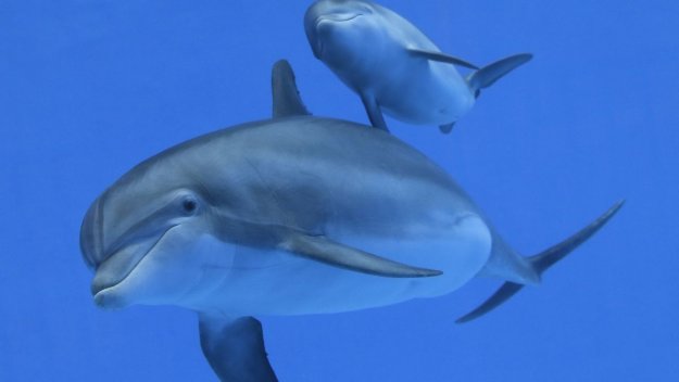 Делфин пренася олимпийския огън в Сочи