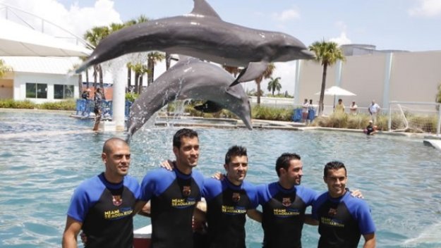 Делфини бият дузпи на Валдес