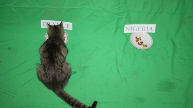 Казахстанска котка познала всички мачове на мондиала