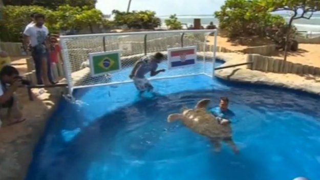 Костенурка предвиди победа на Бразилия + ВИДЕО