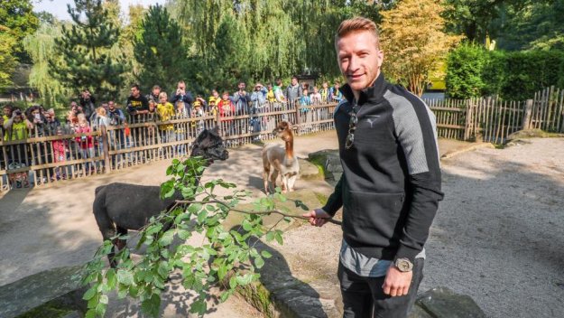 Заради световното: Ройс не иска да се връща на терена