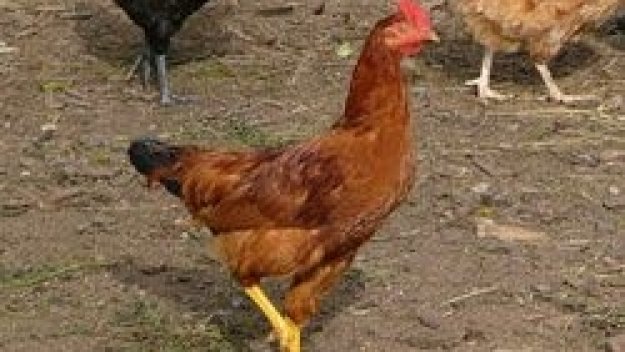 Феновете на ЦСКА подиграват Тулуза с кокошка