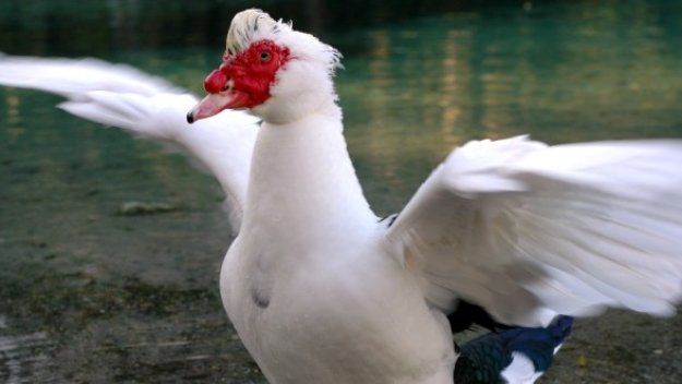 Смях! Патица на терена + ВИДЕО