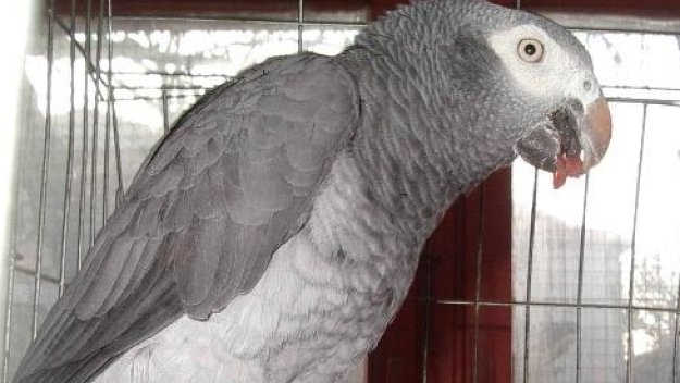 Шантав папагал се оказа голям фен на Юнайтед + ВИДЕО