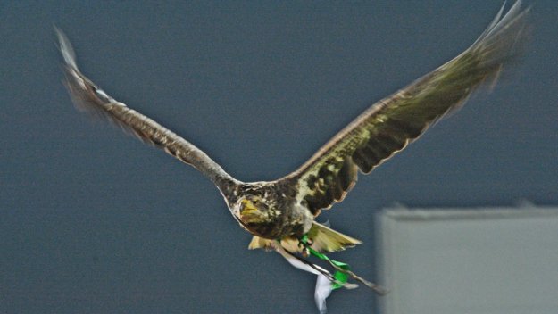 Орлицата на Лудогорец избяга