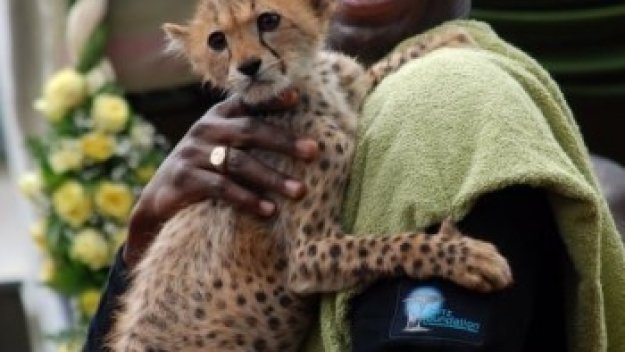 Съперниците на Юсейн Болт капят като круши преди световното